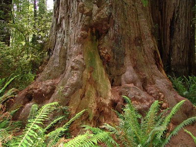 tree, sustainable